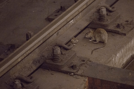 rat near subway rails