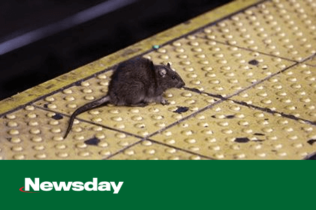 rat photo in Newsday