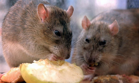rats eating apple